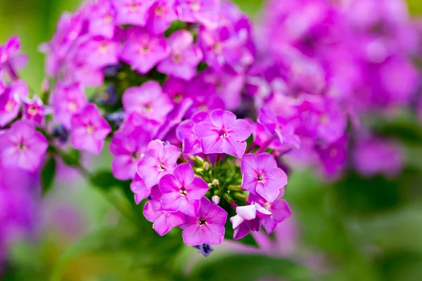 Beautiful Purple Flower Nature Park Nature — Stock Photo, Image