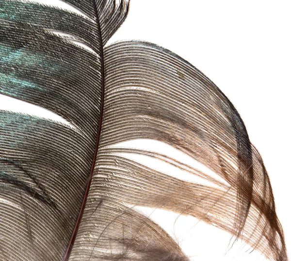 白い背景の美しい羽 スタジオの写真 — ストック写真