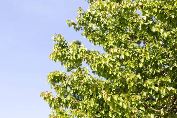 Feuilles Sur Arbre Contre Ciel Bleu — Photo