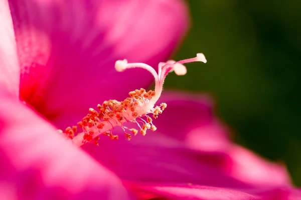 Polline Fiore Rosso Macro Nel Parco Nella Natura — Foto Stock