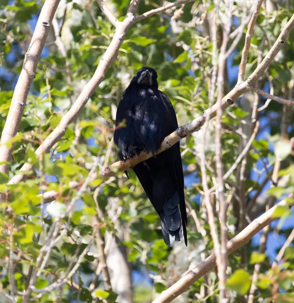 Черные Вороны Дереве Природе — стоковое фото