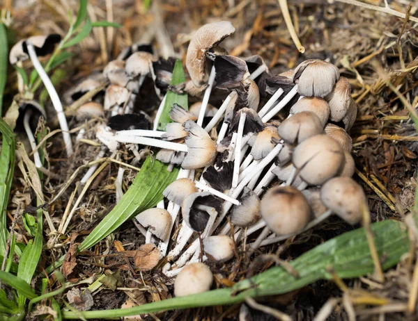 Niejadalne Grzyby Naturze Parku Przyrodzie — Zdjęcie stockowe