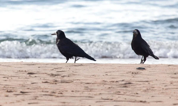 Черная Ворона Песке Парке Природе — стоковое фото