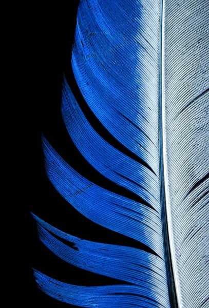 blue feather on a black background . Photos in the studio