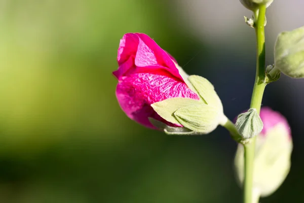 Hermosa Flor Roja Naturaleza Parque Naturaleza — Foto de Stock