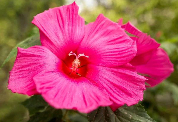 Belle Fleur Rouge Dans Nature Dans Parc Dans Nature — Photo