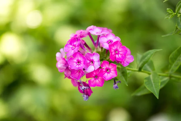 自然の中で美しい紫色の花 自然公園で — ストック写真