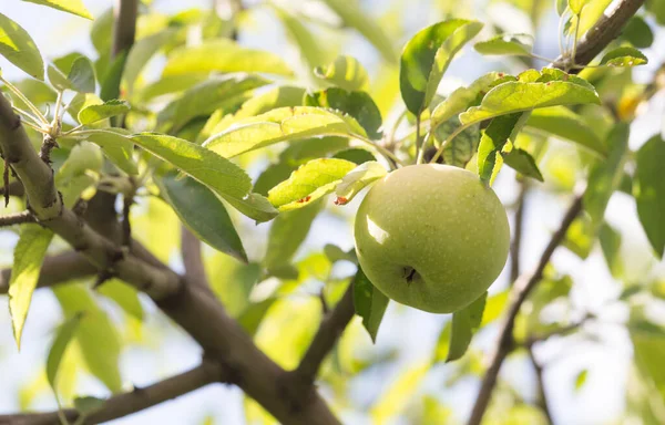 Pomme Verte Sur Arbre Dans Parc Dans Nature — Photo