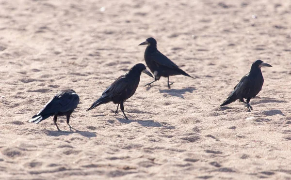 Corvo Preto Areia Parque Natureza — Fotografia de Stock