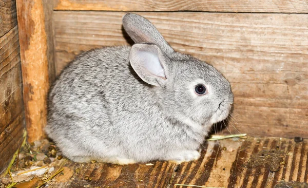 Schöne Kaninchen Auf Dem Bauernhof Park Der Natur — Stockfoto