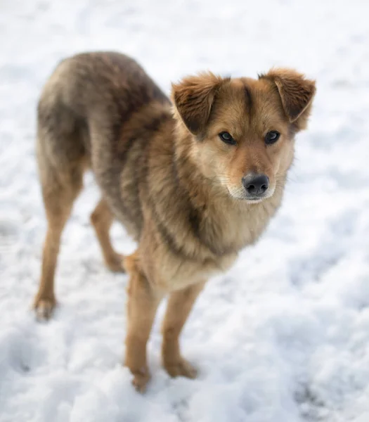 Hondenportret Buiten Winter Het Park Natuur — Stockfoto