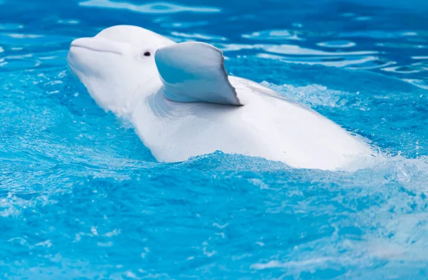 Vit Delfin Poolen Parken Naturen — Stockfoto