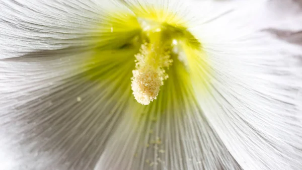 Bellissimo Fiore Bianco Natura Nel Parco Nella Natura — Foto Stock