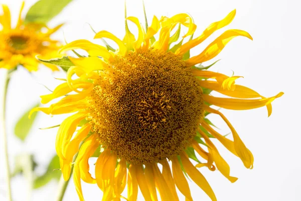 Bel Fiore Giallo Girasole Natura — Foto Stock