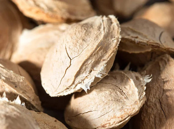 Las Nueces Los Albaricoques Como Fondo Parque Naturaleza —  Fotos de Stock