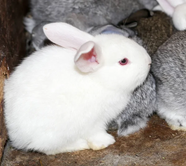 Little White Rabbit Farm Park Nature — Stock Photo, Image