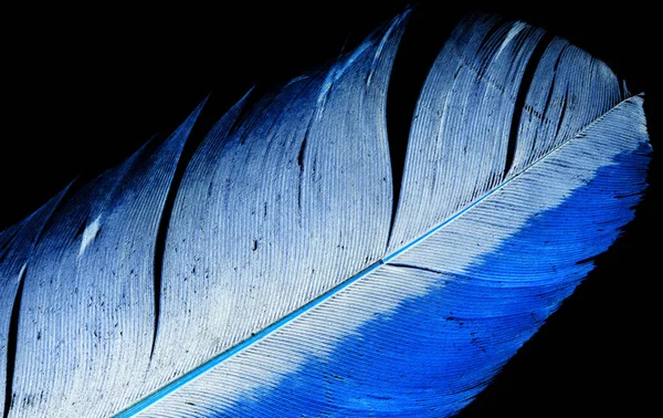 Blue Feather Black Background Photos Studio — Stock Photo, Image