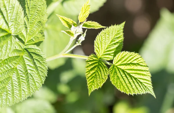Young Raspberry Leaves Nature Park Nature — Stock Photo, Image