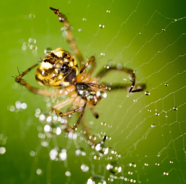 Wassertropfen Auf Einem Spinnennetz Mit Spinnen Der Natur — Stockfoto