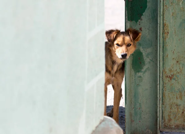 Perro Mira Por Puerta Parque Naturaleza — Foto de Stock