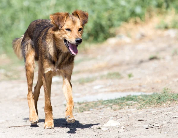 Hund Naturen Parken Naturen — Stockfoto