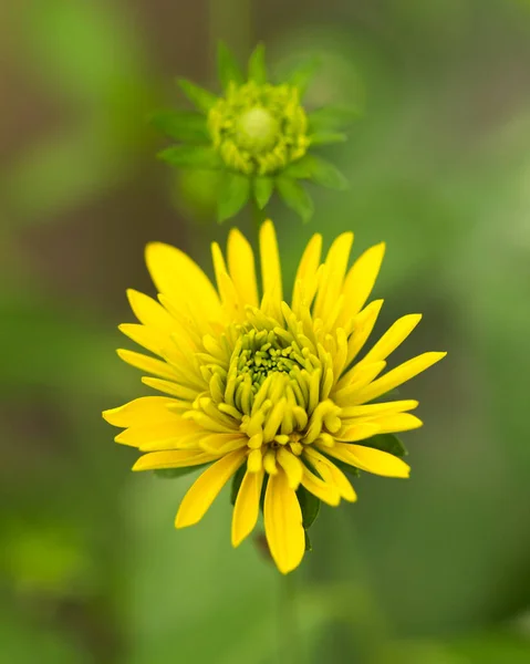 Doğadaki Güzel Sarı Çiçek Doğadaki Parkta — Stok fotoğraf