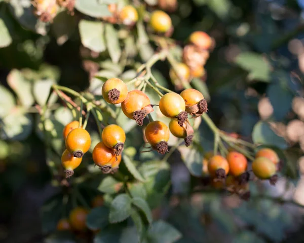 Rosehips Nature Park Nature — Stock Photo, Image