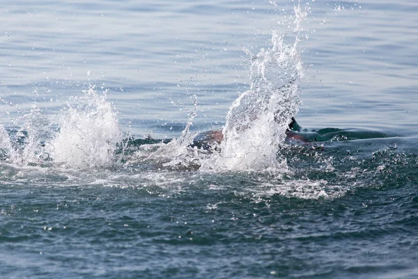 Spray Van Zwemmen Het Wateroppervlak — Stockfoto