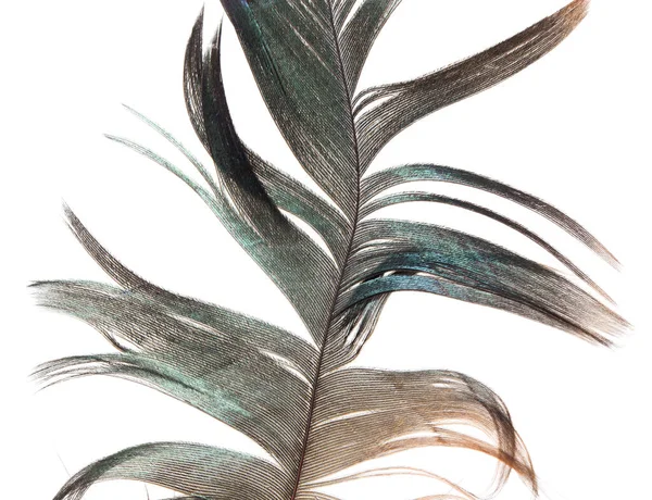 Beautiful Feather White Background Photos Studio — Stock Photo, Image
