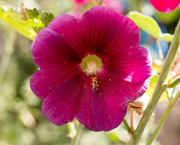 Hermosa Flor Roja Naturaleza Parque Naturaleza —  Fotos de Stock