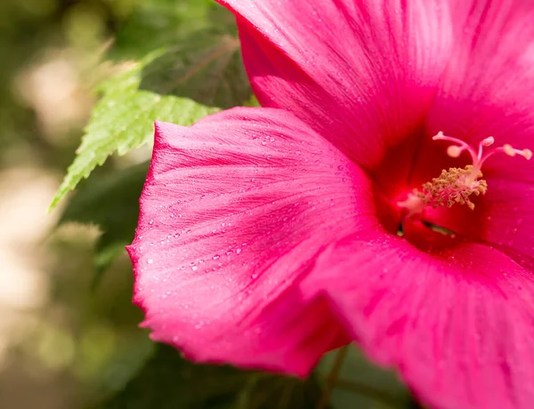 Smuk Rød Blomst Naturen Parken Naturen - Stock-foto