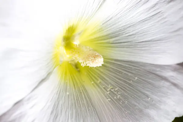 Hermosa Flor Blanca Naturaleza Parque Naturaleza — Foto de Stock