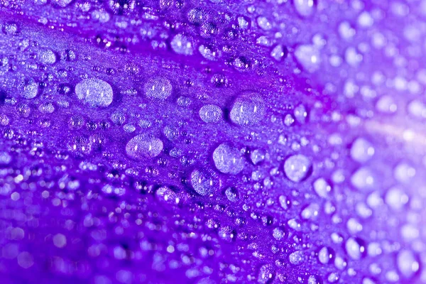 Wassertropfen Auf Einer Blauen Blume — Stockfoto