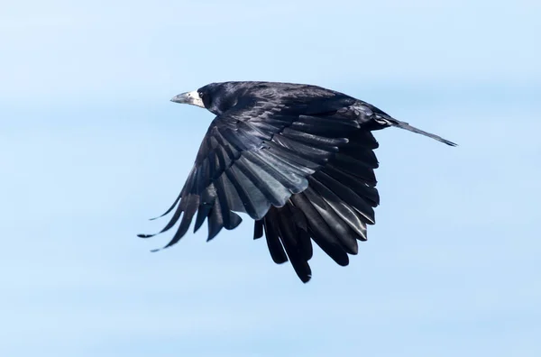 Corbeau Noir Vol Contre Ciel Bleu — Photo