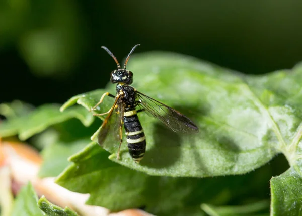 Wasp Green Leaf Park Nature — Stock Photo, Image