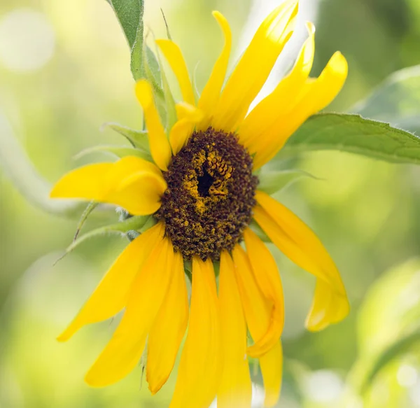 Belle Fleur Jaune Tournesol Sur Nature — Photo