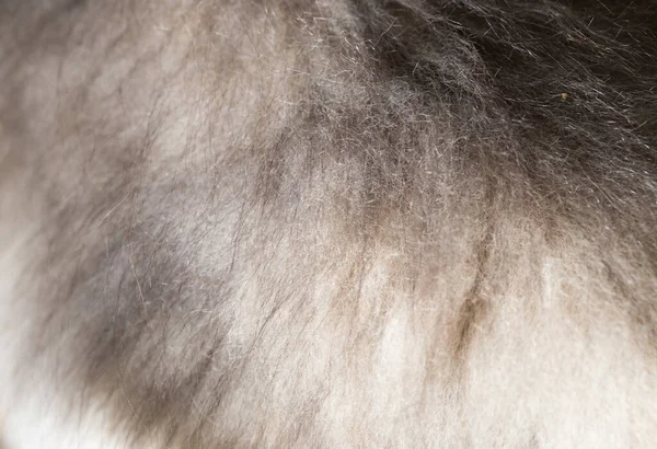 狗毛作为背景 抽象纹理的照片 — 图库照片