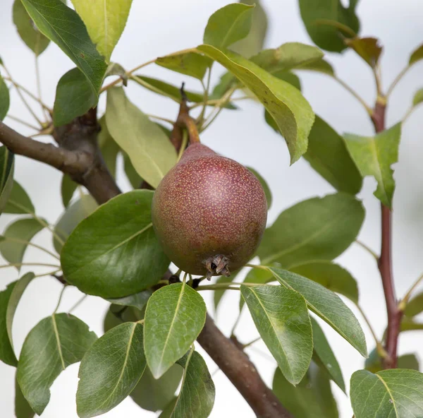 成熟的梨子在树上 在大自然的公园里 — 图库照片