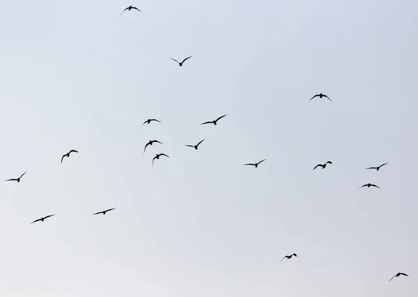 Flock Seagulls Sky Sent — стоковое фото