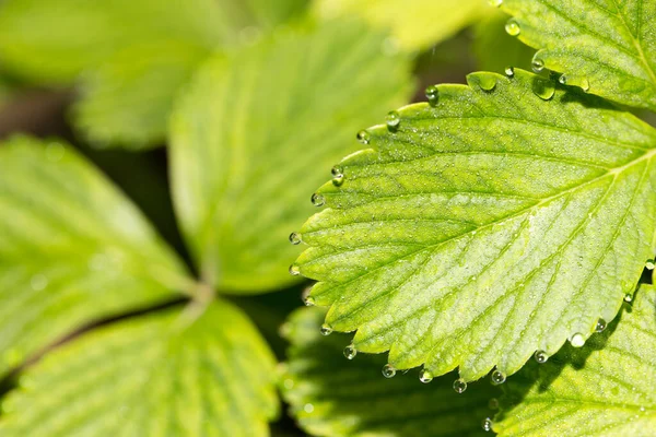 Las Gotas Del Rocío Sobre Las Fresas Verdes Hoja Macro —  Fotos de Stock