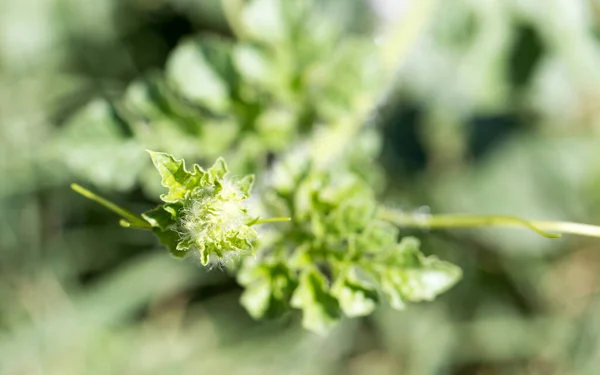 Lässt Wassermelone Freien Park Der Natur — Stockfoto