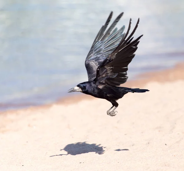 Corbeau Noir Vol Sea Dans Parc Dans Nature — Photo