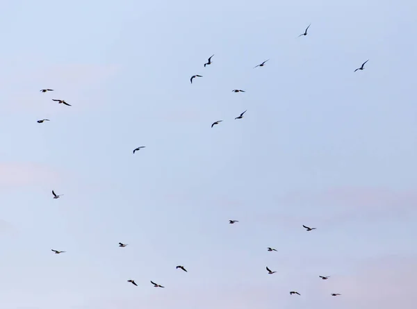 Ein Schwarm Vögel Himmel — Stockfoto