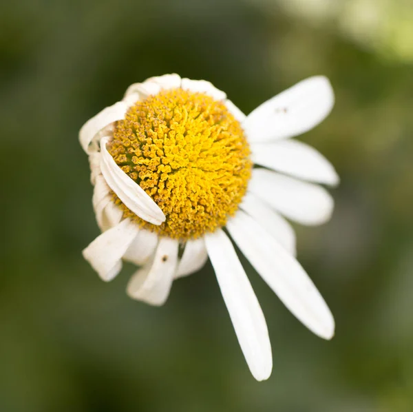 Stary Stokrotka Kwiat Przyrodzie Parku Przyrodzie — Zdjęcie stockowe
