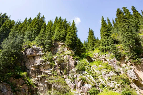 Vacker Julgran Bergen Sommaren — Stockfoto