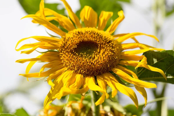 Hermosa Flor Amarilla Girasol Naturaleza —  Fotos de Stock