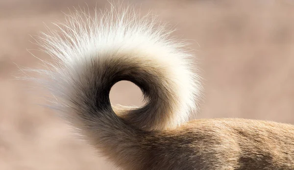 Dog Tail Nature Park Nature — Stock Photo, Image