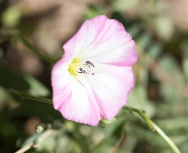 Roze Bloem Natuur Het Park Natuur — Stockfoto