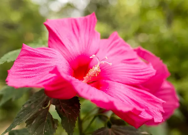 Krásná Červená Květina Přírodě Parku Přírodě — Stock fotografie