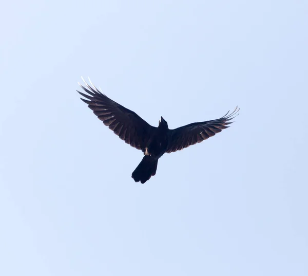 Zwarte Kraai Vlucht Tegen Blauwe Lucht — Stockfoto
